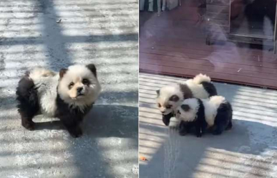 Китайский зоопарк выдавал собак за панд (ВИДЕО)